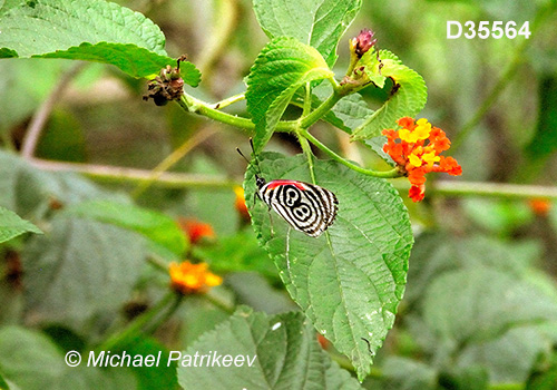Cramer's Eighty-eight (Diaethria clymena)